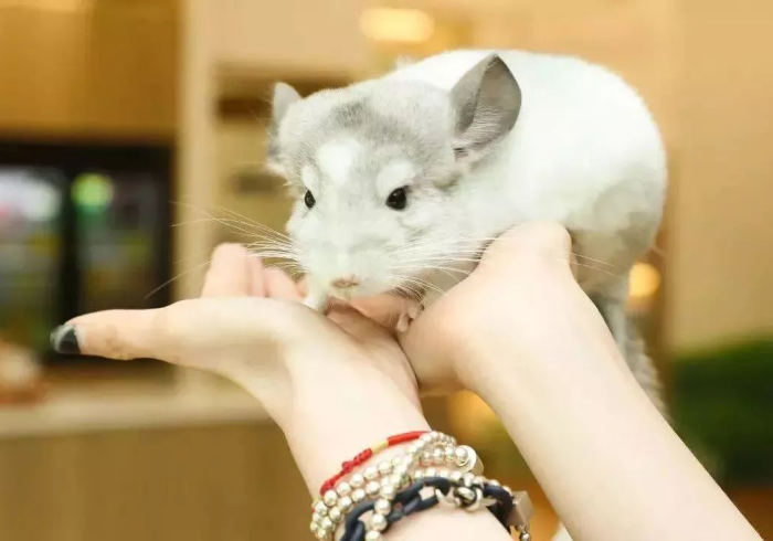 给 大 家 讲 解 “ 龙 猫 精 灵 有 没 有 挂 ＂ ! 专 业 师 傅 带 你 一 起 了 解