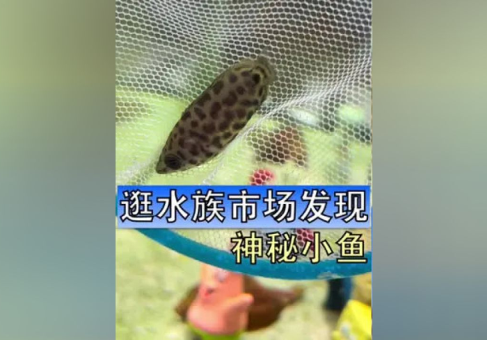 【 独 家 发 现 】 “ 鱼 网 皮 球 充 值 能 提 高 胜 率 ! 专 业 师 傅 带 你 一 起 了 解 ( 确 实 有 挂 )