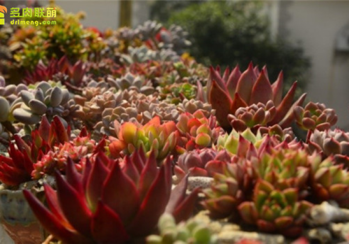 玩家必备十款空谷幽兰可以开挂吗贴吧[确实真的有挂]