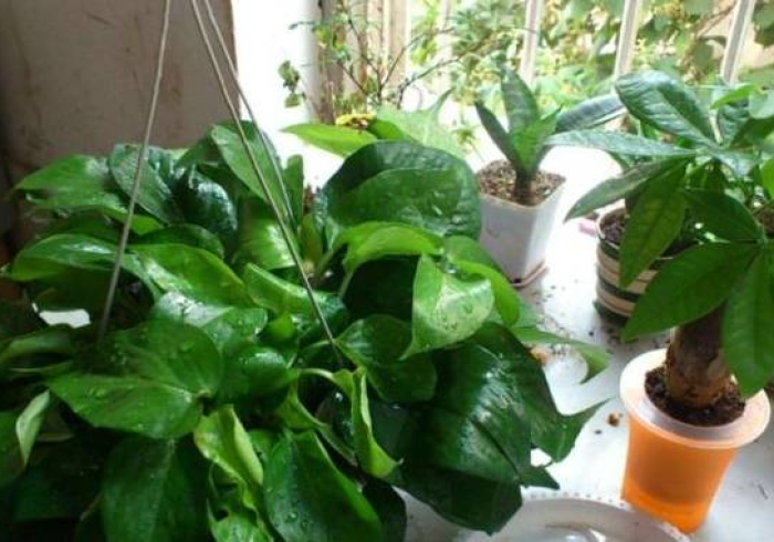 必 学 教 你 安 装 “ 绿 叶 挂 哪 里 能 买 到 ” ( 果 然 有 透 视 挂 )